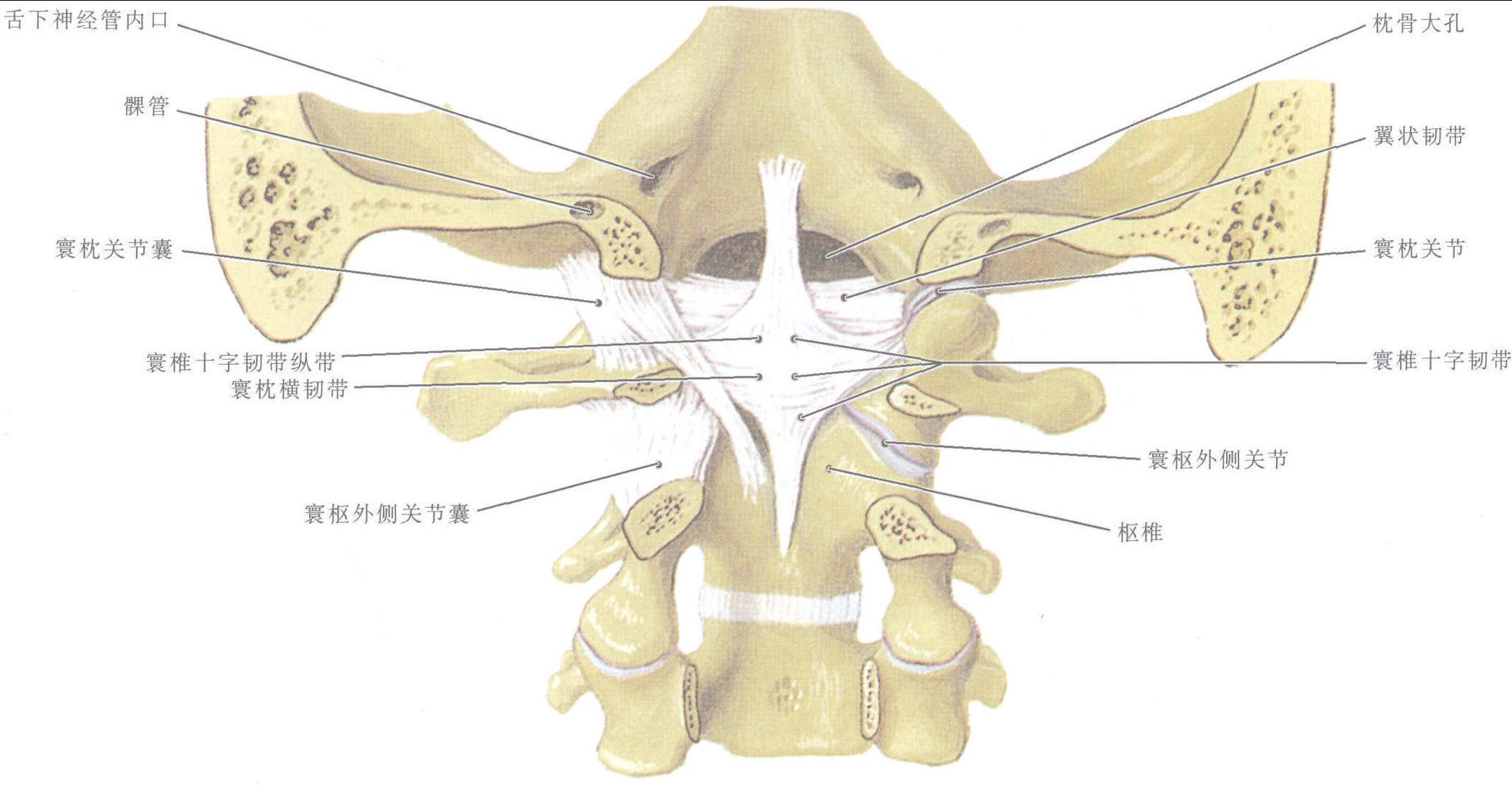 圖1-2-1 寰枕、寰樞關(guān)節(jié)及韌帶